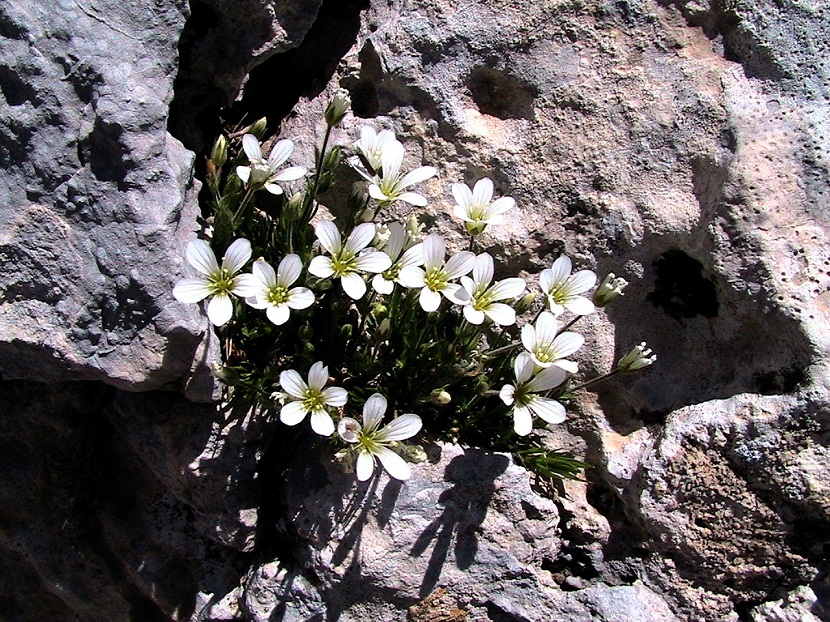 Arenaria grandiflora