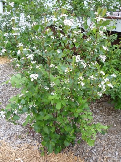 Vista de la planta Aronia