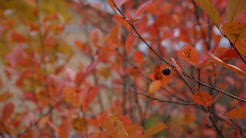 La Aronia cambia de color en otoño