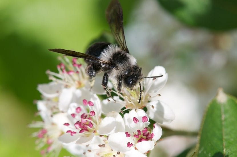 Las flores de la Aronia atraen a las abejas