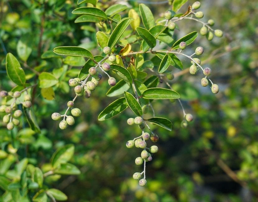 Las hojas de la Aronia son caducas