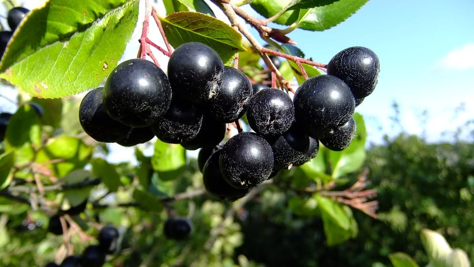 Aronia: cuidados, poda y recolección del arbusto de bayas