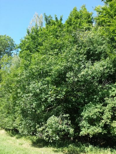 Vista de la Frangula alnus en hábitat