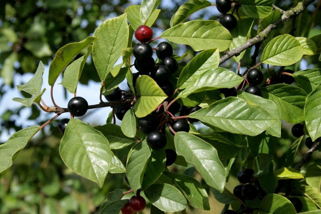 Los frutos de la Frangula alnus son negros