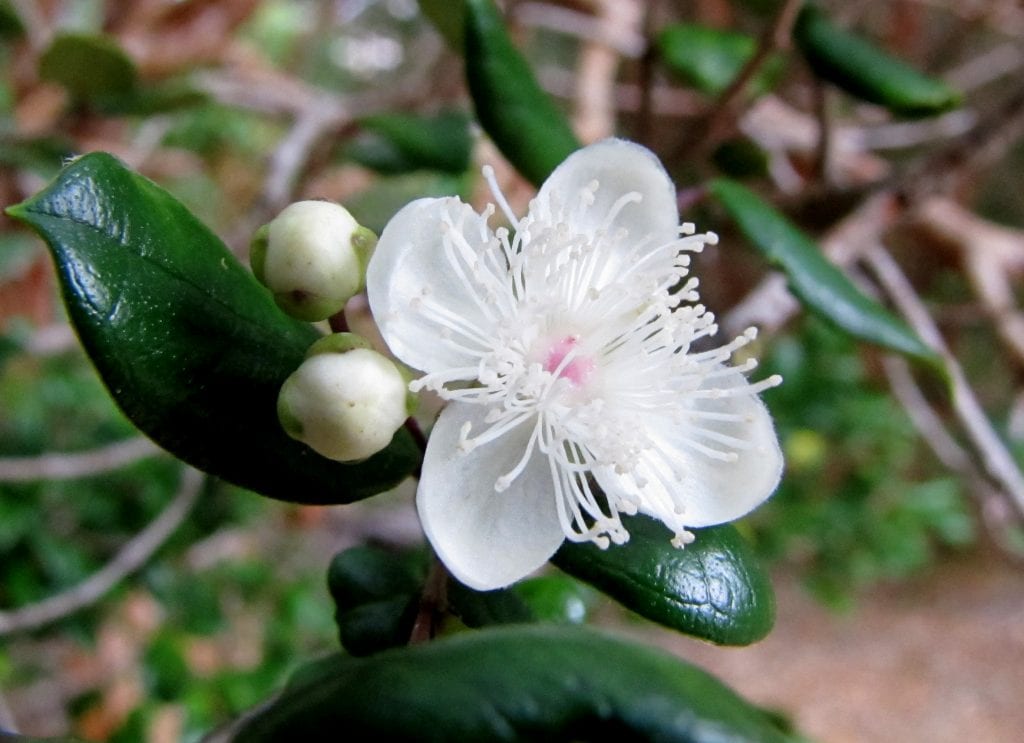 Las flores del arrayán son pequeñas y blancas