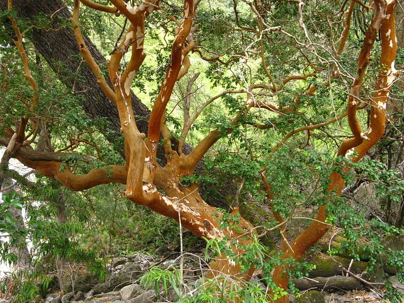 El árbol de arrayán tiene una corteza muy bonita