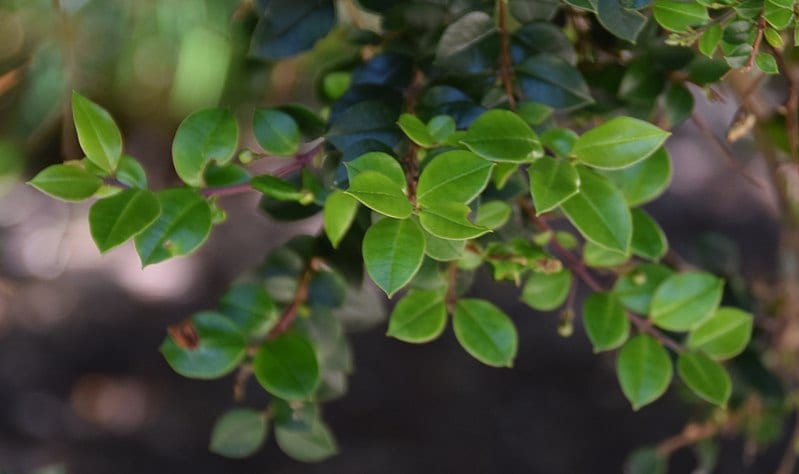 Las hojas del arrayán o Luma apiculata son pequeñas