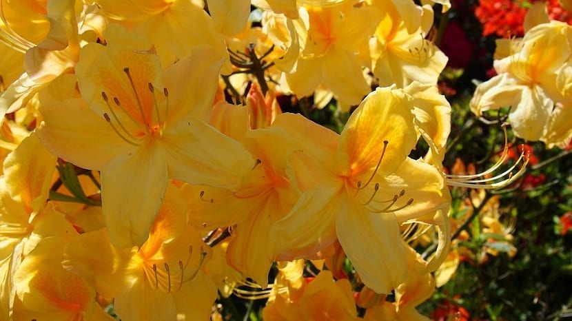Azalea japónica de cerca de color naranja