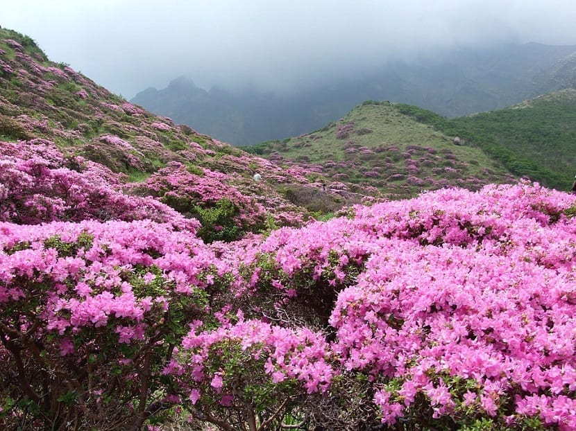 campo lleno de Azalea japónica de color rosa