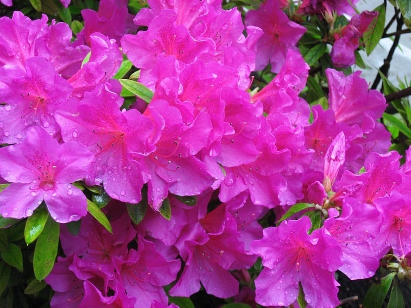 Azalea japónica: suelo ácido, riego, poda y plagas
