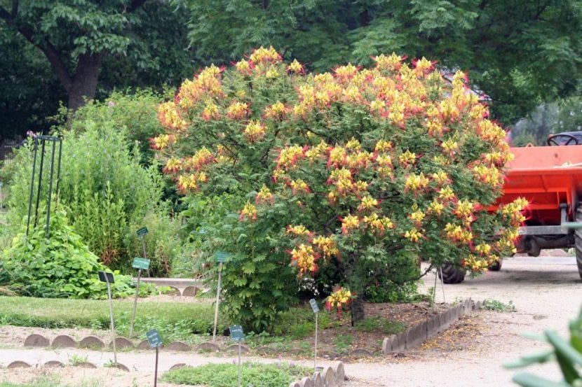 Caesalpinia gilliesii