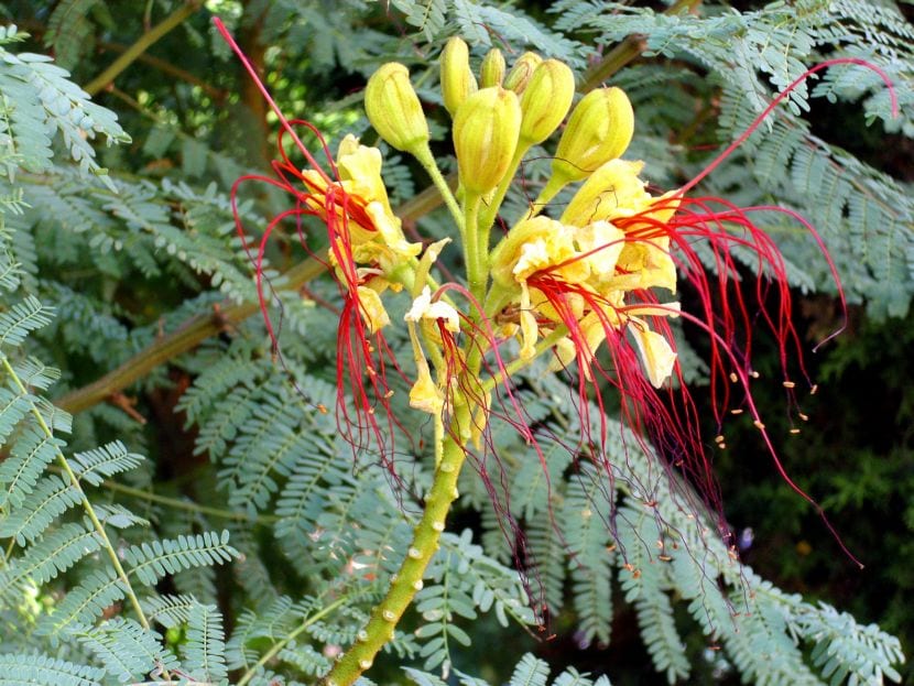 Barba de chivo (Caesalpinia gilliesii): guía de cultivo
