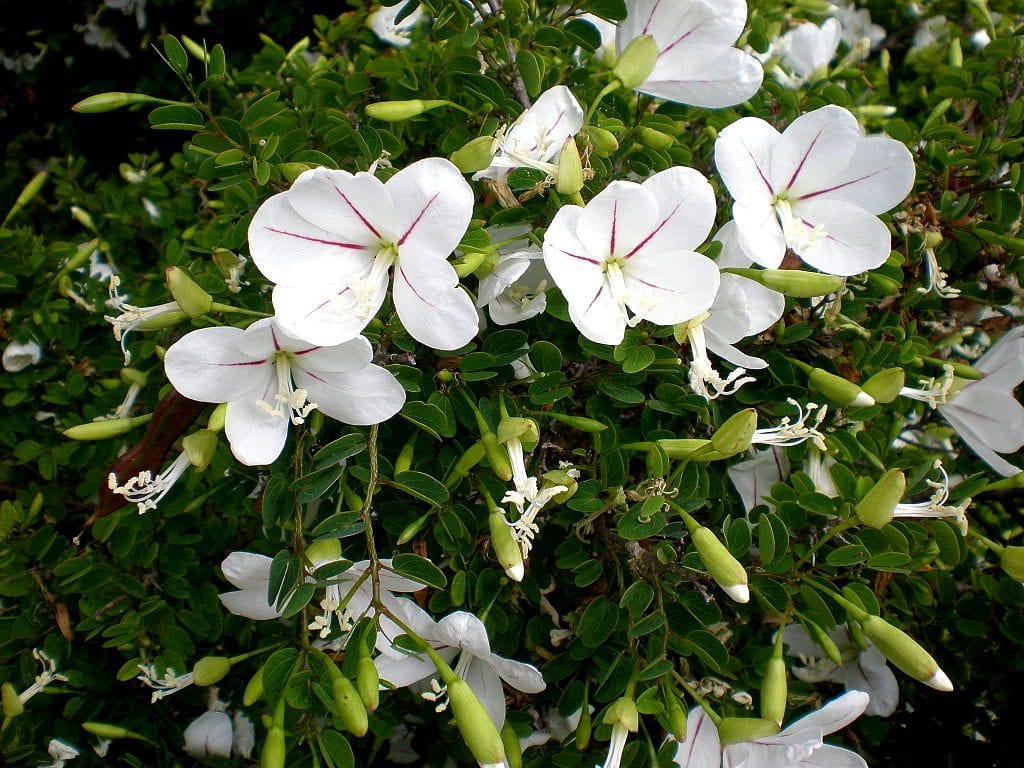 Bauhinia natalensis