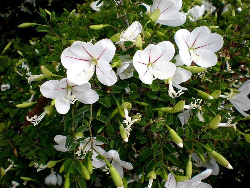 Flores blancas y hojas bilobuladas de Bauhinia natalensis