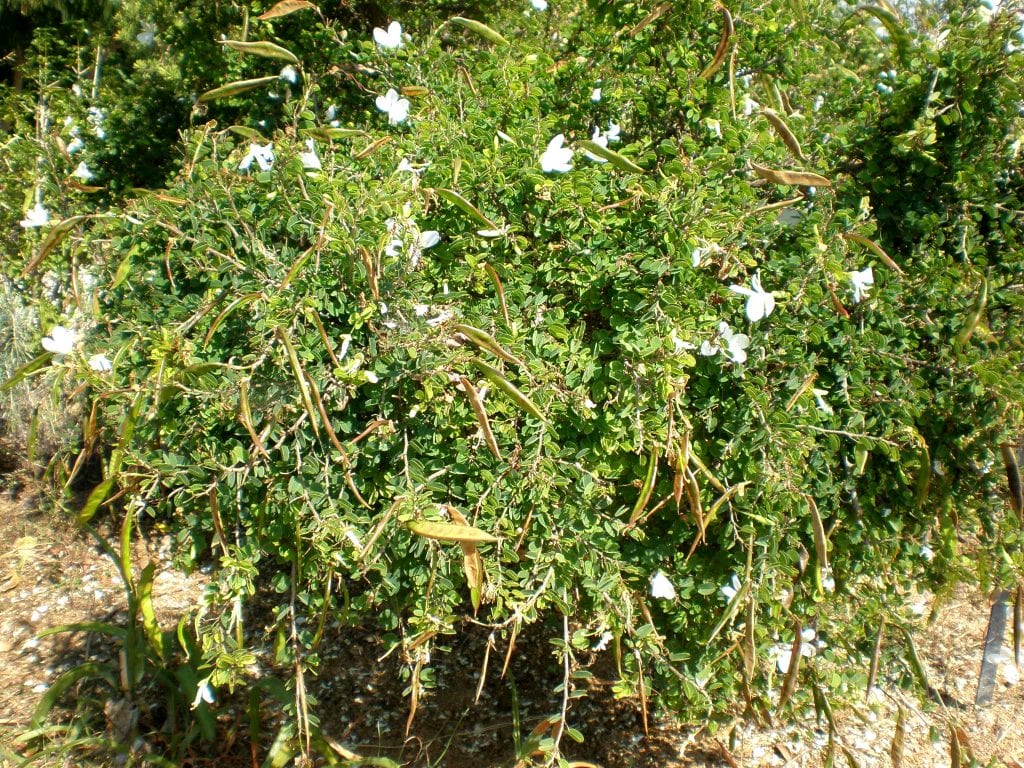 Bauhinia natalensis