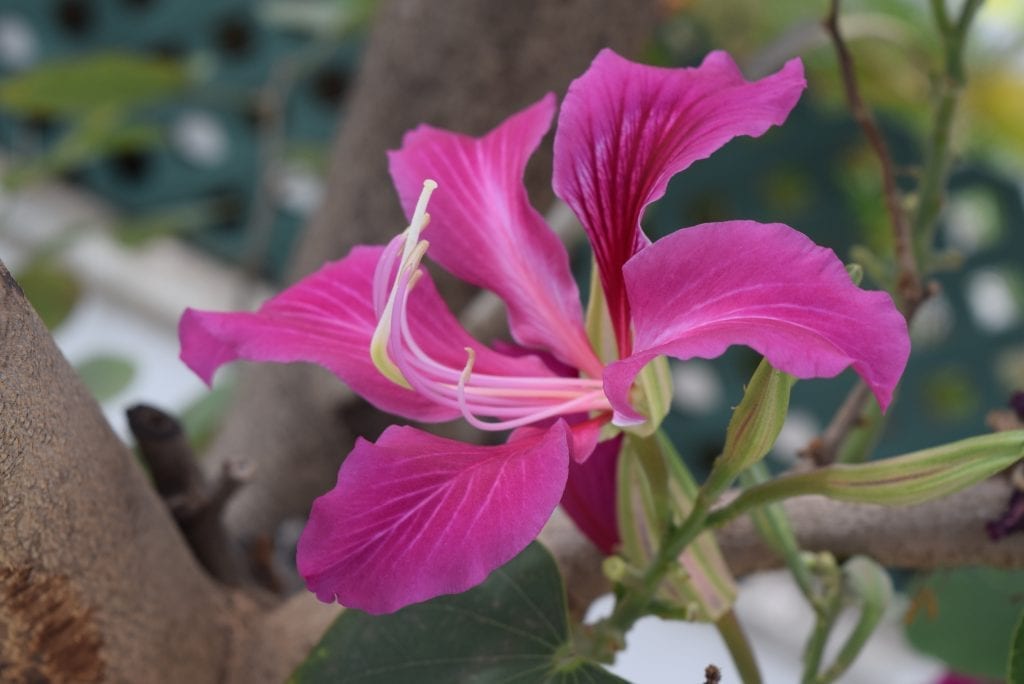 Bauhinia purpurea en flor