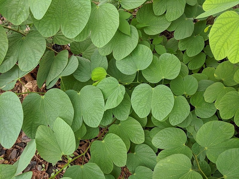 Hojas de la Bauhinia purpurea