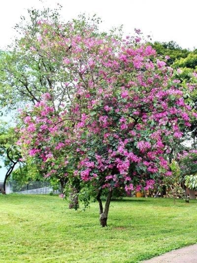 Vista del árbol de la Bauhinia purpurea