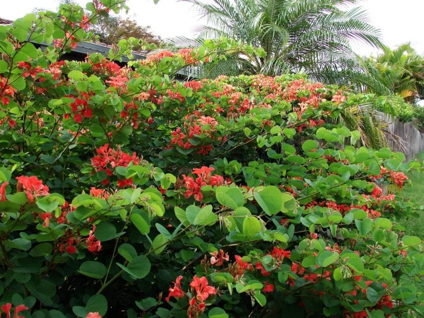 Arbusto de Bauhinia galpinii