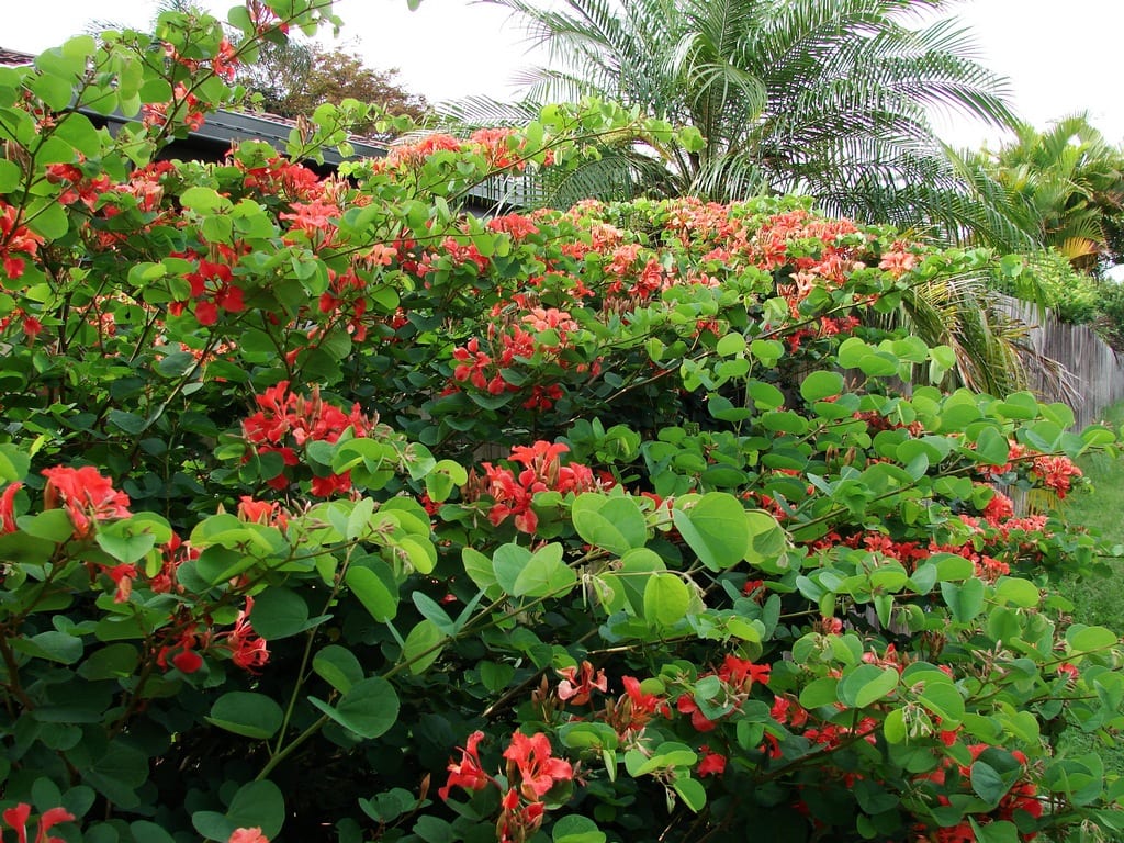 Bauhinia roja (Bauhinia galpinii): cultivo y cuidados