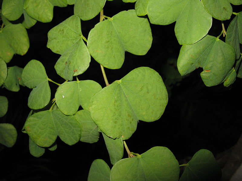 Hojas de Bauhinia galpinii