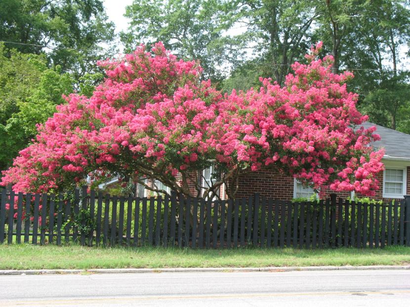 Lagerstroemia