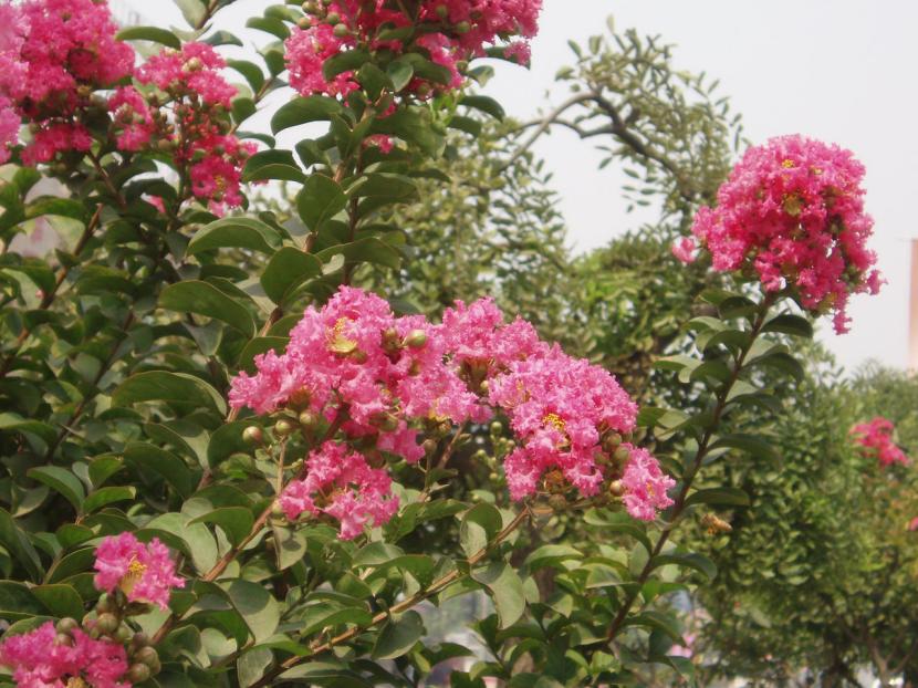 Lagerstroemia indica