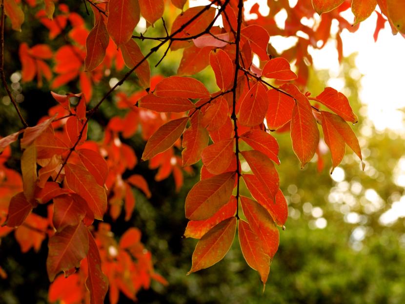 Lagerstroemia indica en otoño