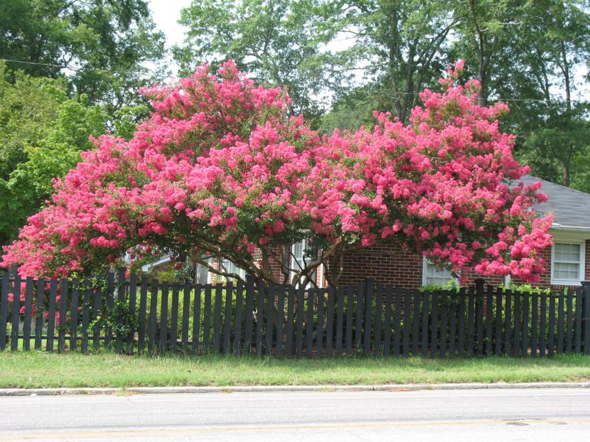 Árbol de Júpiter: flores de verano, poda y cuidados