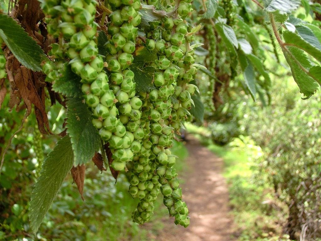 Inflorescencias colgantes de Bencomia caudata