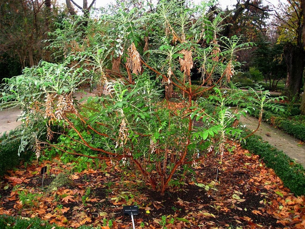 Bencomia caudata