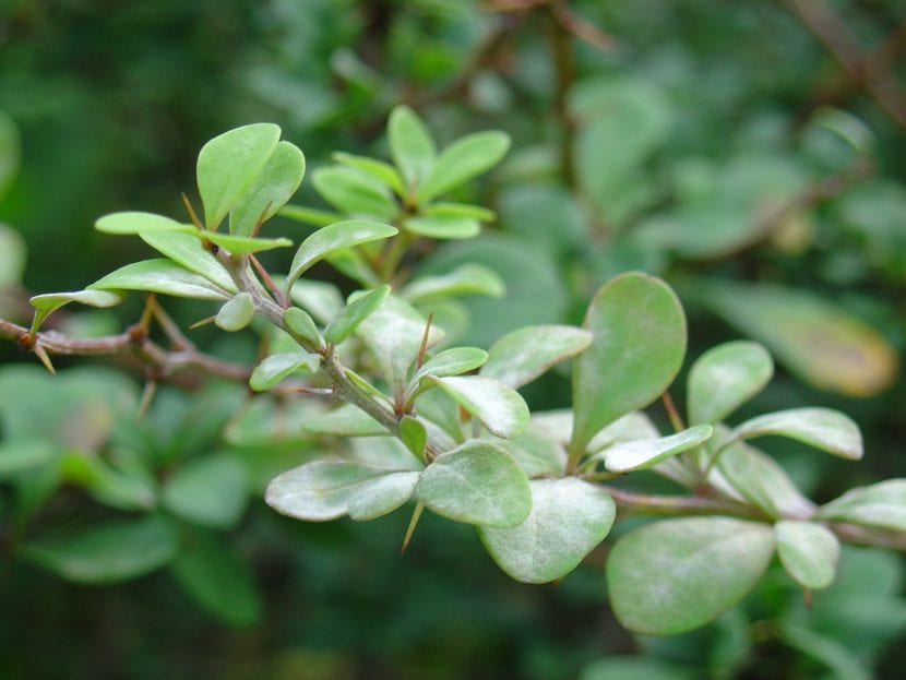 Las hojas del Berberis thunbergii son pequeñas