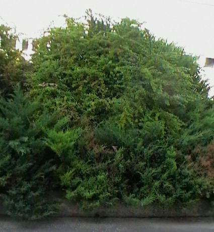 Vista del Berberis thunbergii adulto