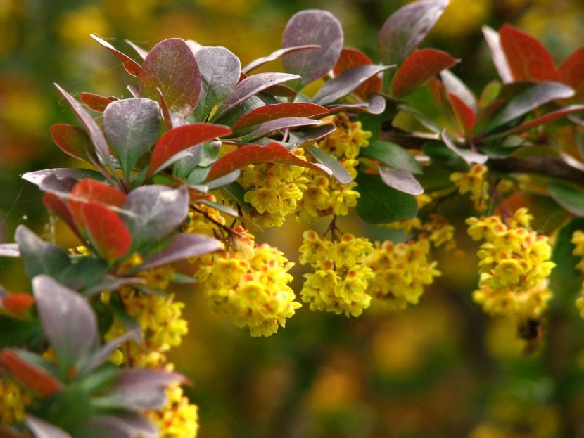 Las flores del agracejo son amarillas