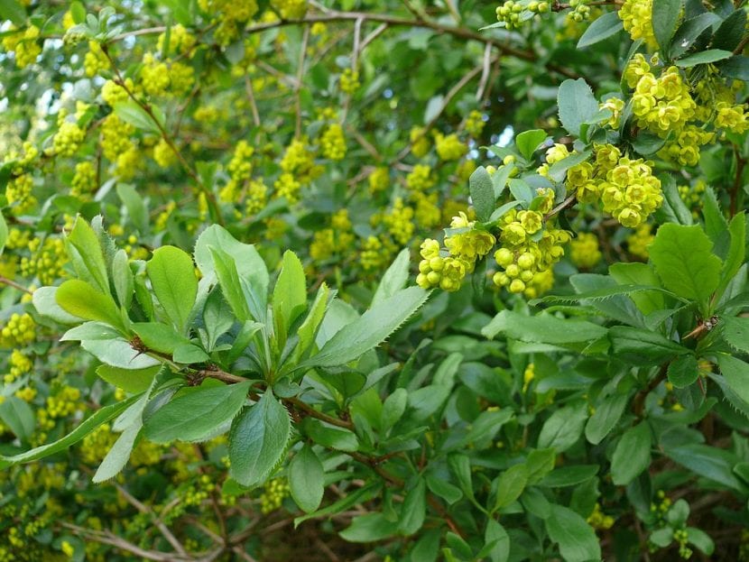 Vista de las preciosas hojas del Berberis vulgaris