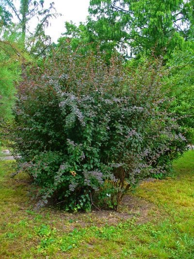 Vista del Berberis vulgaris 'Atropurpurea'