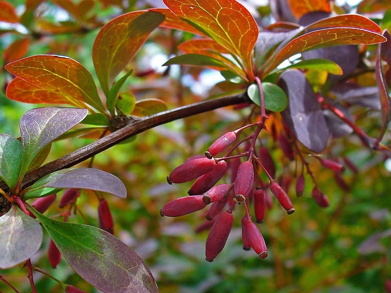 El Berberis vulgaris puede tener la hoja verde o roja