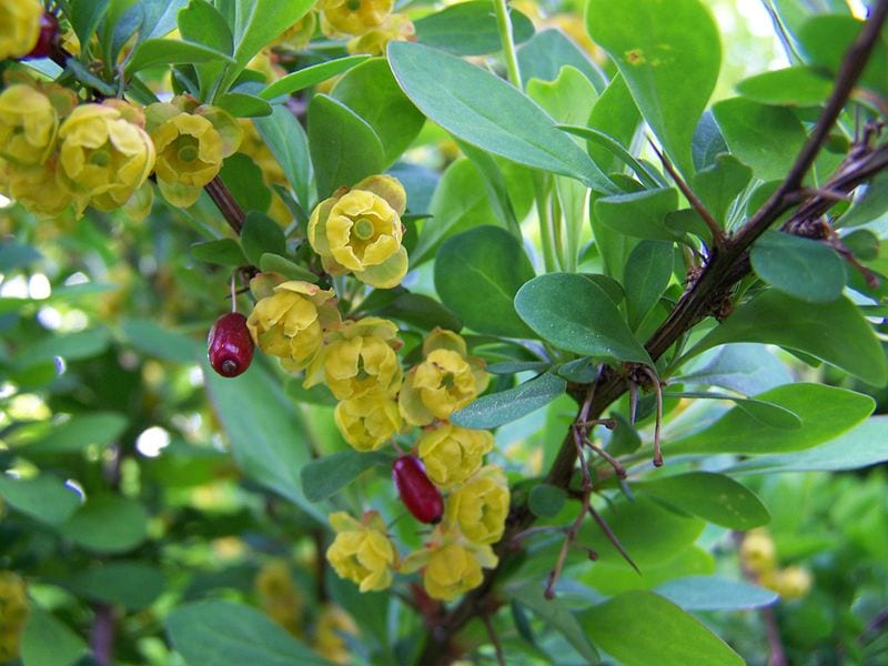 Cuida tu Berberis vulgaris para que florezca