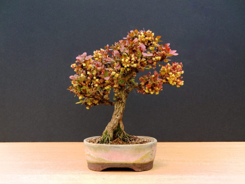 Bonsái de Berberis, una planta muy fácil de cuidar