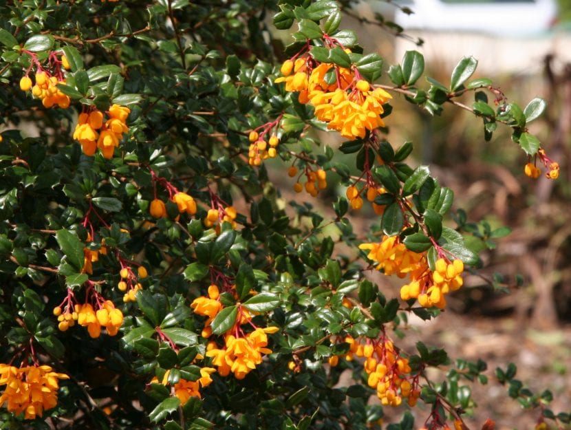 Vista del berberis darwinii