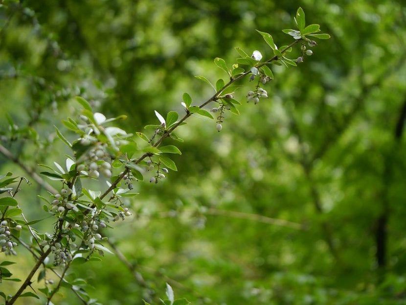 El Berberis aristata es un arbusto espinoso