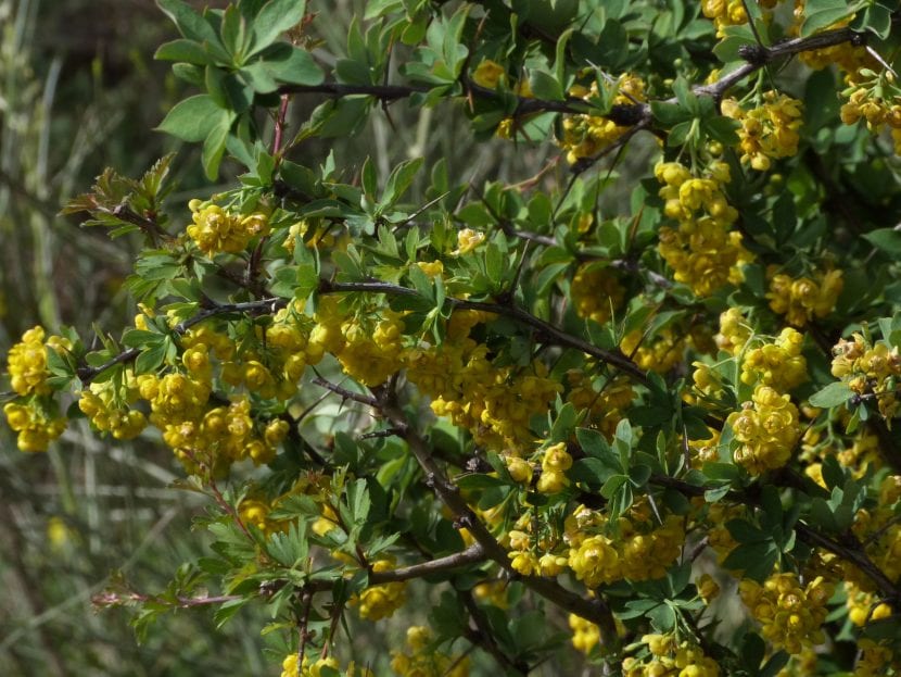 Vista del Berberis hispanica en hábitat