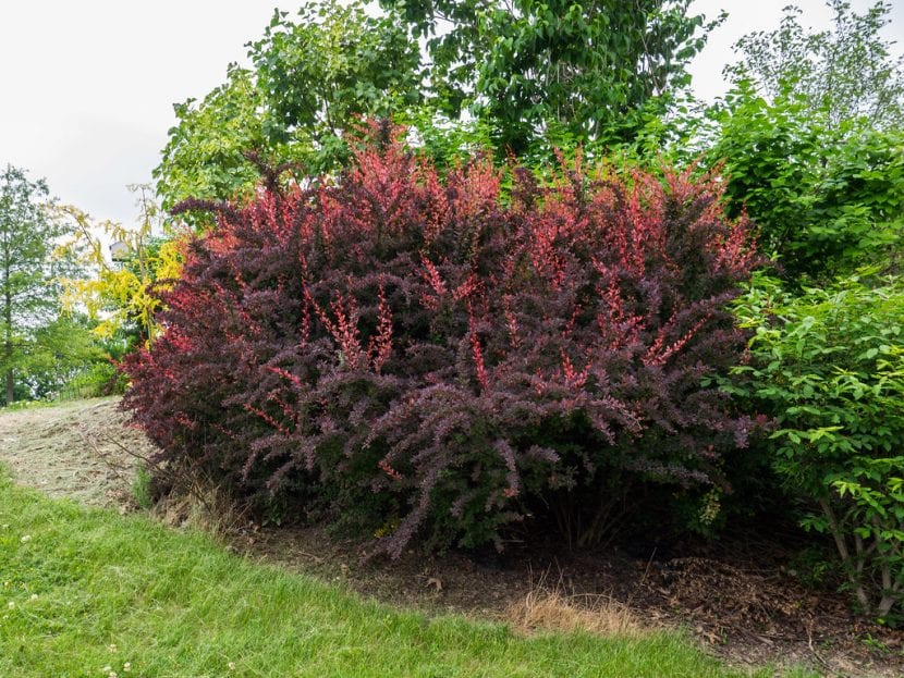 Vista del berberis thunbergii var atropurpurea