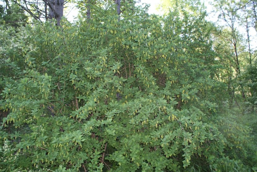 Berberis vulgaris en un jardín botánico