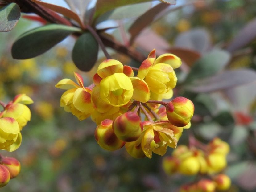 Las flores del berberis son pequeñas