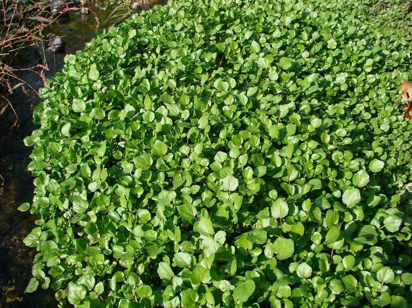 El Nasturtium officinale o mejor conocido como el berro de agua, es una planta acuática