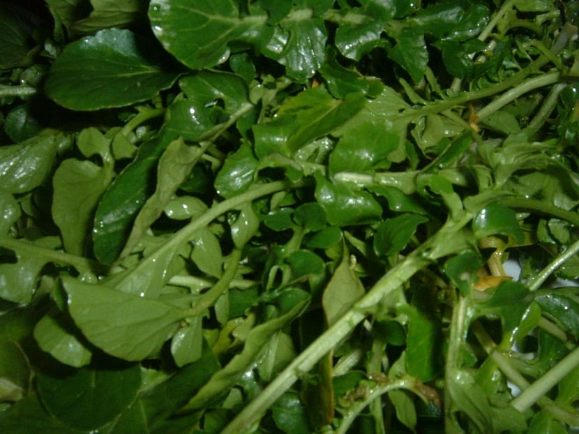 El Nasturtium officinale como planta acuática