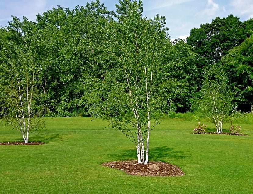 arbol de tamano pequeno recien plantado