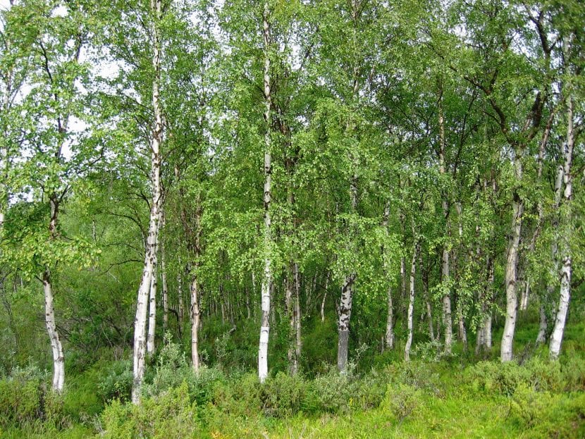 Vista del Betula pendula en hábitat