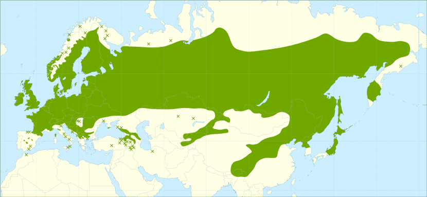 El Betula pendula se distribuye por Eurasia